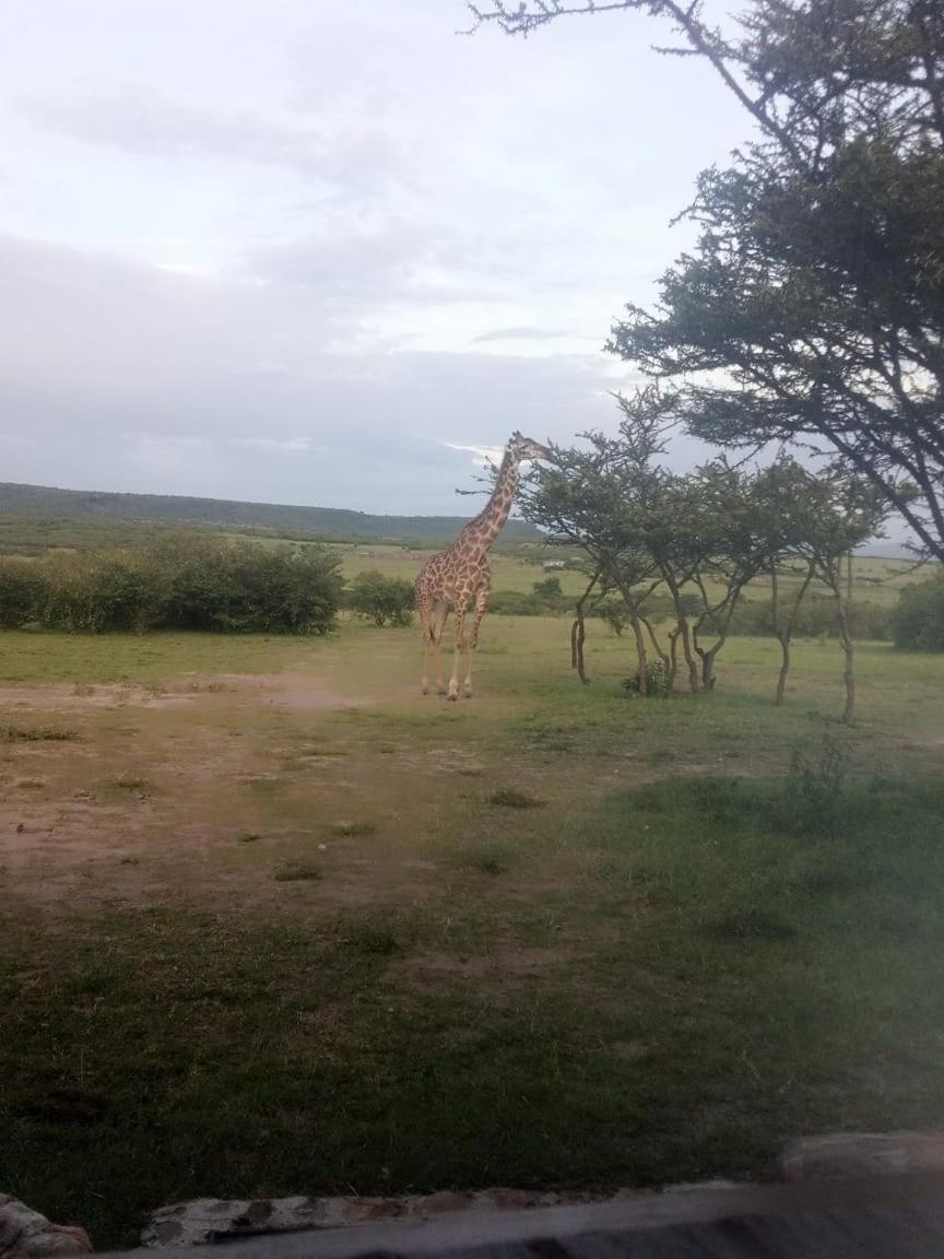 Narasha Homestay - Maasai Mara Talek Exterior photo